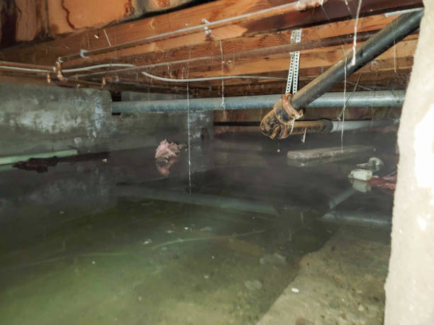 Best Mold removal after water damage  in Auburn, KY