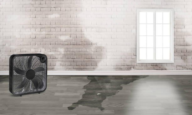 Best Water damage restoration near me  in Auburn, KY